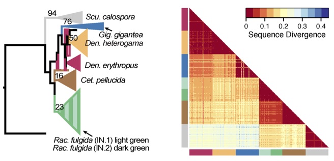 AMF_DNA_sequence_divergence