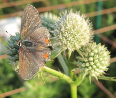 Butterfly on a Rattlesnake Master flower